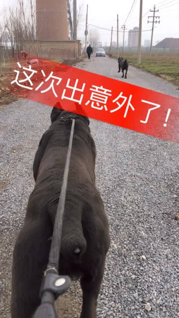 强奸步兵妻孝栗莉第一